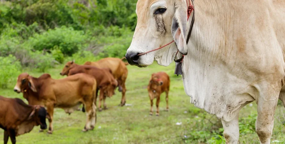 Wendell Berry said it best when he said that “eating is an agricultural act.” Our mission is to change the food system by providing a healthy, fresh alternative to industrial food.